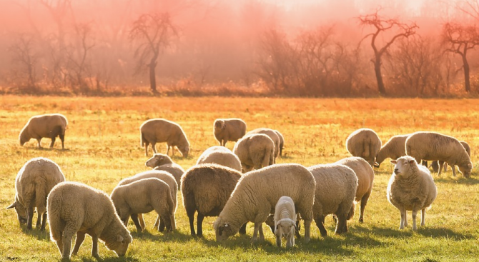 Призоваха собствениците на овцеферма в Болярово да допуснат ветеринарните власти да вземат втори проби