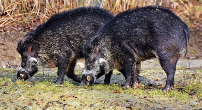 В Русенско пропищяха - диви прасета и елени опустошават нивите