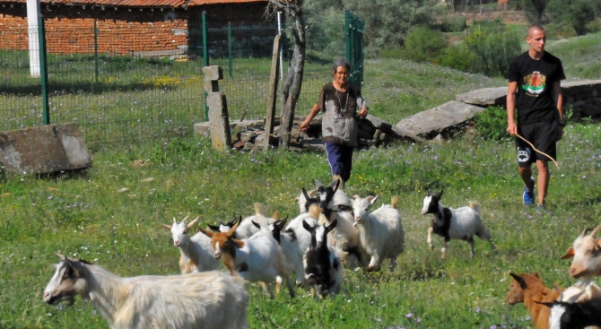 Продължава изплащането на обезщетения след евтаназията на животни в Шарково 