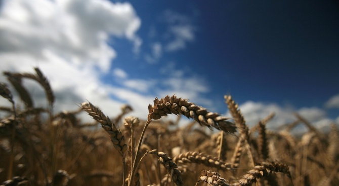 Тежките климатични условия вдигат цената на пшеницата