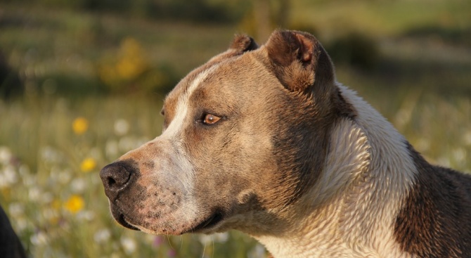 Питбулите - колко опасни са тези кучета и как да ги опитомим