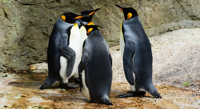 Два пингвина от американски аквариум бяха заловени в извънбрачна афера 