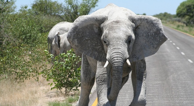 Разярен слон нападна автомобил с туристи в Шри Ланка (видео)
