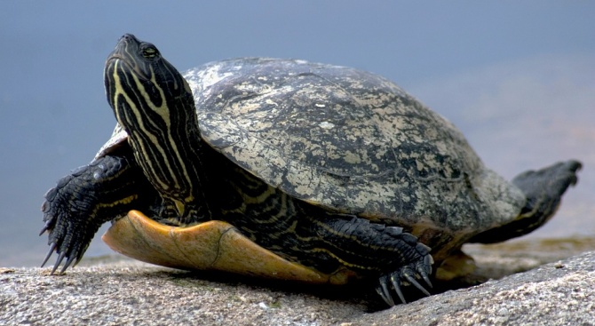Разбиха незаконна ферма с над 1100 костенурки в Испания