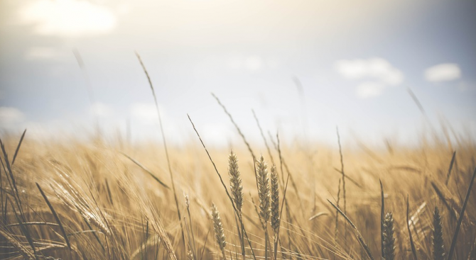 Приключи жътвата на пшеницата в общините Земен и Ковачевци
