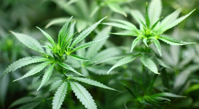  Криминалисти откриха засят с над 160 кг марихуана терен 