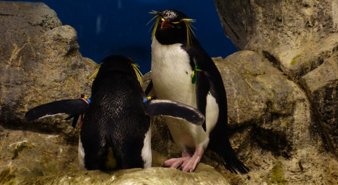 Биолози проследиха миграцията на новозеландски пингвини