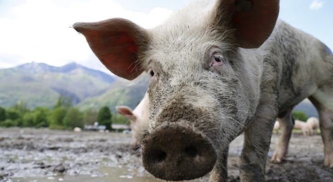 Кризисен щаб заради чумата по свинете заседава в Силистра
