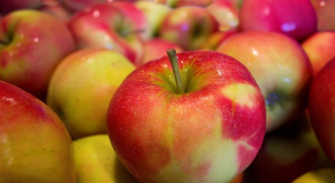 Крадци откраднаха над 2,5 тона ябълки от градина край Левуново 