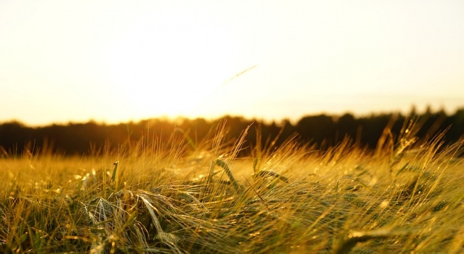  Прибраха около 70% от фуражното зърно в Добричкия регион 