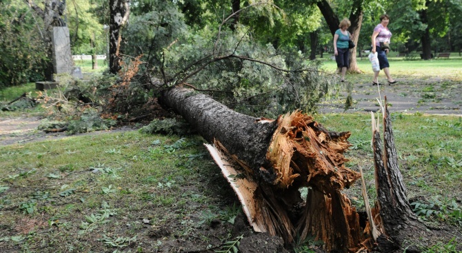 Все още не са премахнати маркираните опасни дървета в Борисовата градина