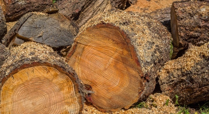 Полицаи намериха над 15 кубика крадени дърва 