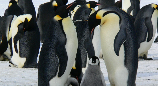Двойка гей пингвини ще стават родители 