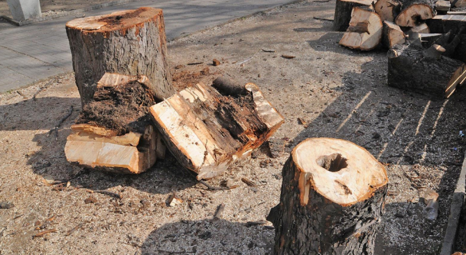 Румънци се запасяват с български дърва за огрев