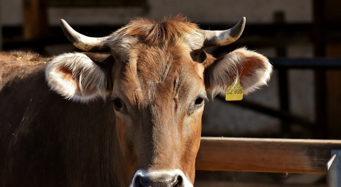 Швейцарец инициира референдум за рогата на кравите 