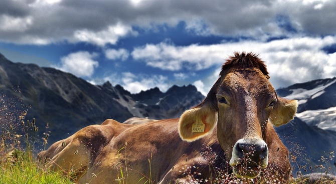 Швейцария решава съдбата на кравите си