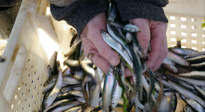 Рибарите в Балчик искат да бъде открита рибна борса в региона