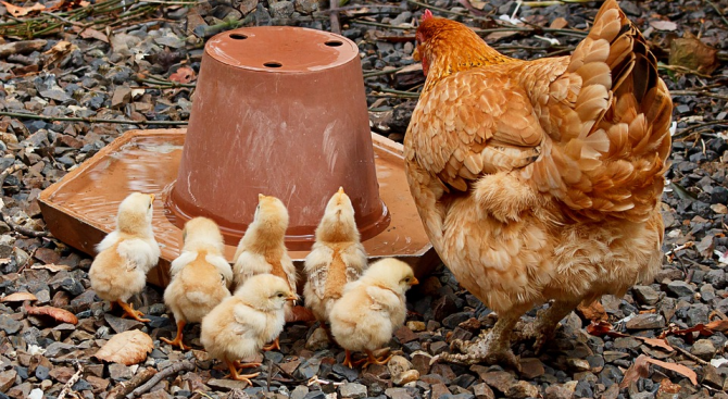 Учени искат да установят какво прави пилетата щастливи 