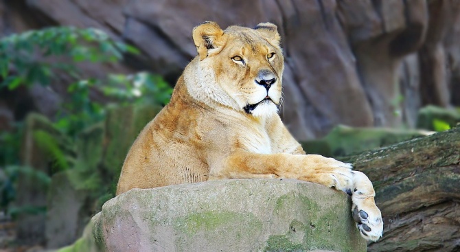 Осемениха изкуствено рядка азиатска лъвица 