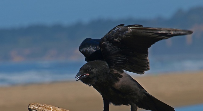 Враните могат да определят теглото на предмет по движението му на вятъра