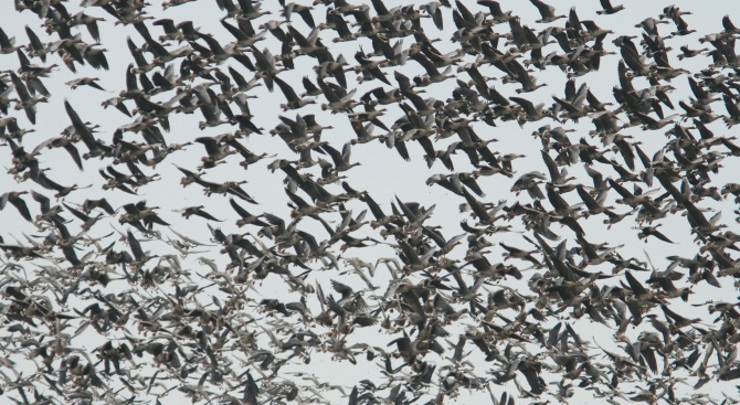 Започва преброяването на зимуващите водолюбиви птици
