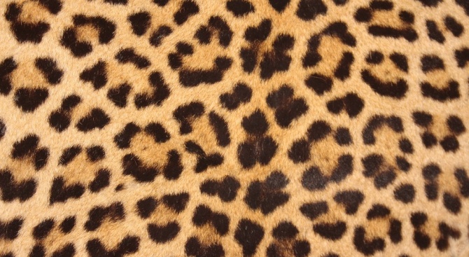 Леопардовата окраска ще бъде следващият моден тренд в мъжките прически (снимка)
