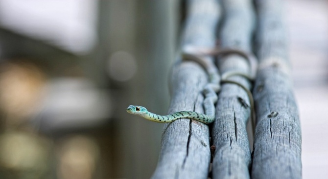 Десетки хиляди хора умират от ухапвания от змии по света всяка година