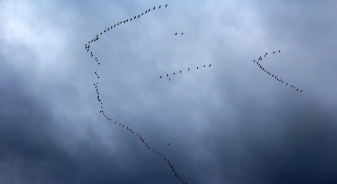 Затоплянето на времето е засилило миграцията на прелетните птици в страната