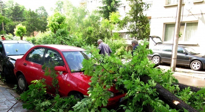 Община Ловеч започва премахването на болни дървета