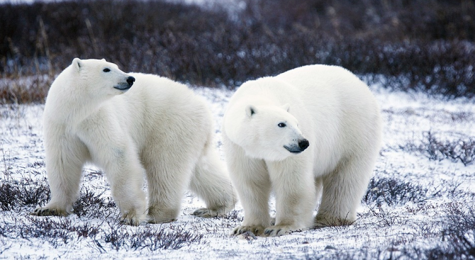 Извънредно положение на острови в Русия заради масово нашествие на бели мечки  (снимки)