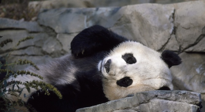 Дете падна при пандите в китайски зоопарк (видео)