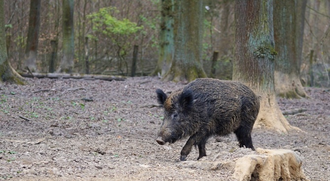 Нов случай на Африканска чума при дива свиня в област Добрич