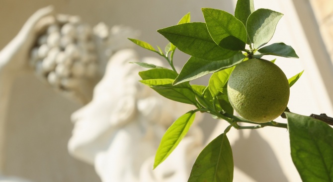 Гени контролират киселия вкус на лимоните