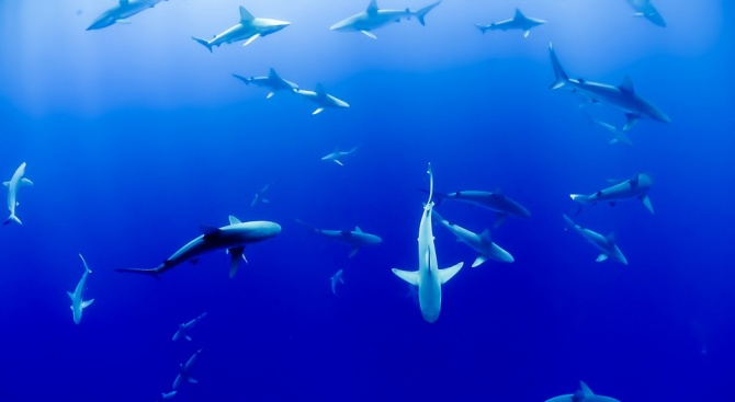 Биолози идентифицираха нов вид акули след 30-годишни изследвания