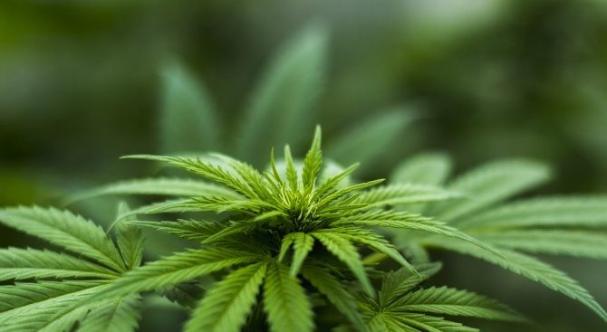  Криминалисти откриха домашна оранжерия за марихуана в къща в Русе