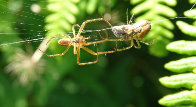 Учени кръстиха нови видове паяци на щурмоваците от "Междузвездни войни" 