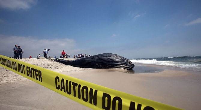 Откриха 40 килограма пластмаса в мъртъв кит