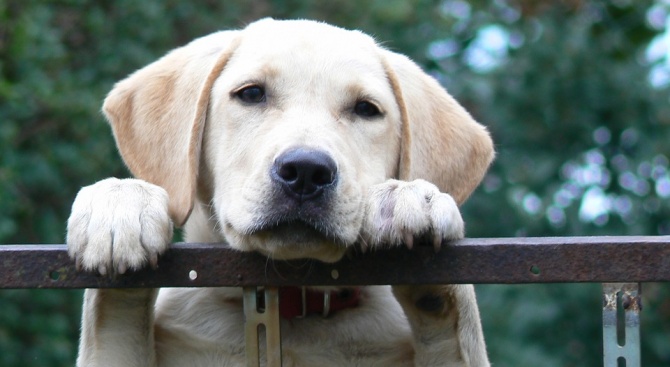 Лабрадор ретривърите са любимата порода кучета в САЩ 