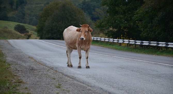 Стадо крави блокира магистрала в Канада