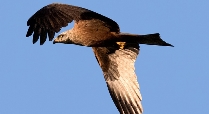 Царски орел беше убит от свои събратя при борба за гнездо и територия