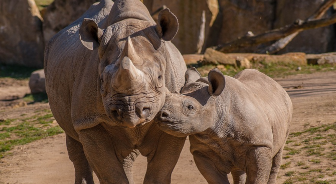Куче ще защитава от бракониери последните 2 северни бели носорога в света