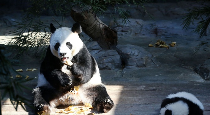 Датската кралица Маргрете открива ограждение за китайски панди в Копенхаген