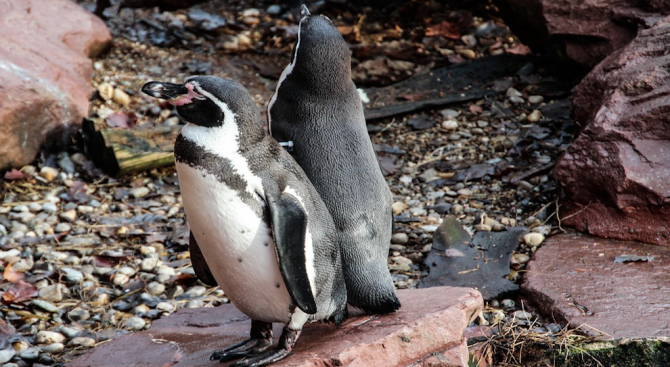 Повече от половината пингвини в ирландски аквариум вече са в еднополови двойки