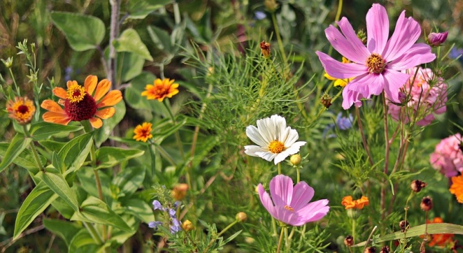 Над 50 000 цветя ще бъдат засадени в Шумен 
