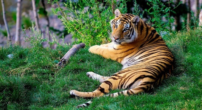  Учени разбраха защо тигрите са оранжеви 