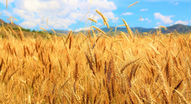 Жътвата на пшеницата се очаква да започне в началото на юли