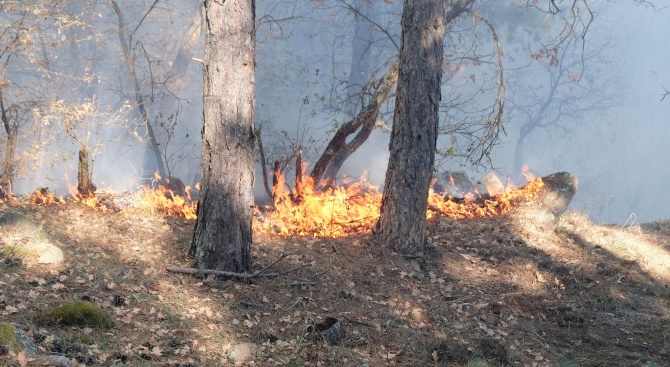 Учение за действия при горски пожари ще се състои в Новозагорско