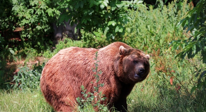 Руснак живял цял месец в бърлогата на ранилата го мечка 
