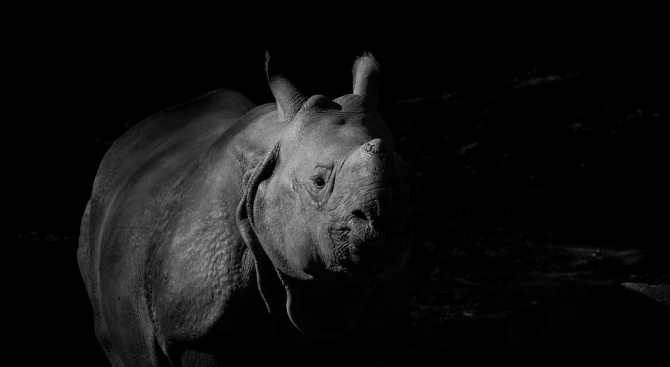 Рядък мъжки черен носорог умря, докато го превозваха от Великобритания към Африка