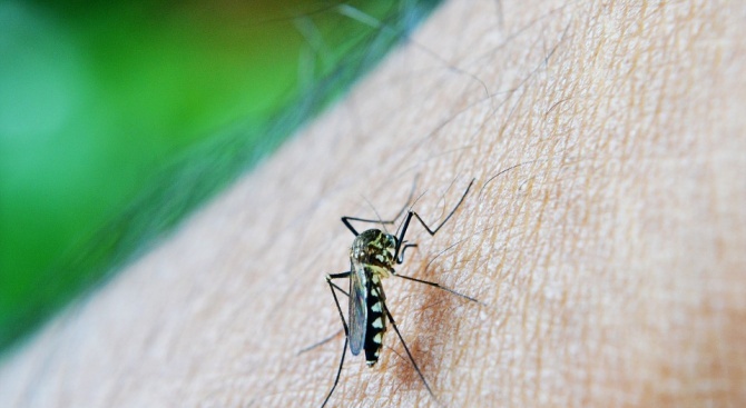 Продължават обработките срещу комари